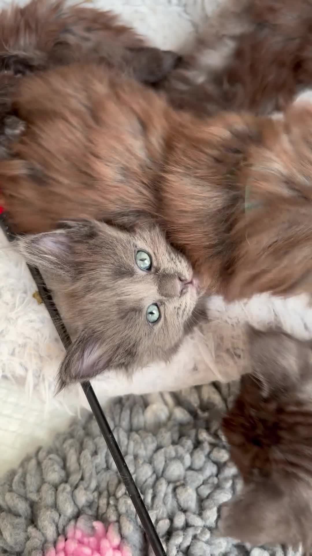 Maine Coon cats for sale: Council licensed TICA Maine Coon kittens - Video 1