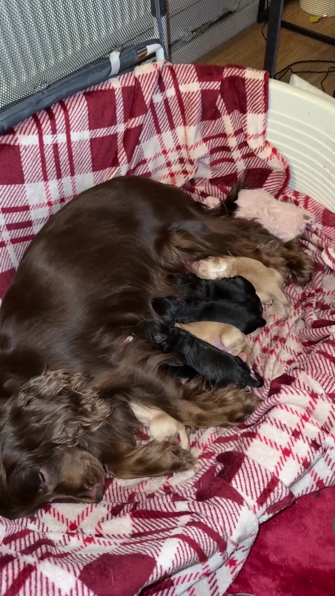 Cockapoo dogs for sale: Cockapoo puppies for sale in Walsall - Video 3