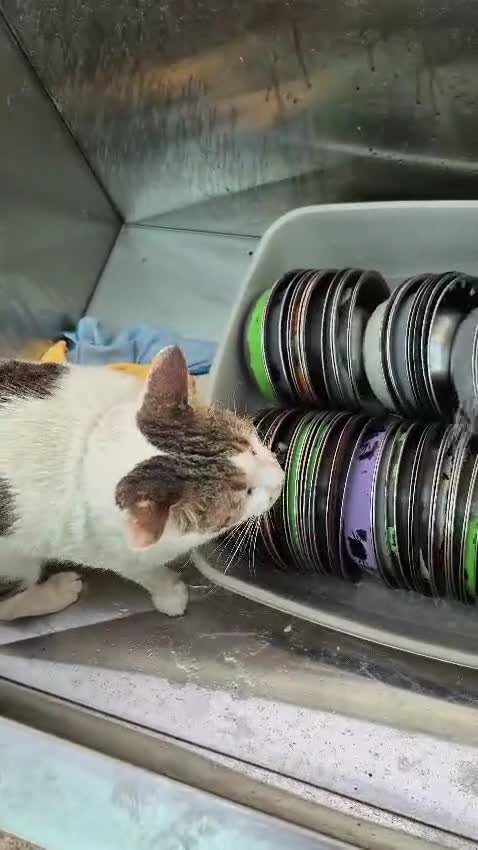 Mixed Breed cats for adoption: Big Julie  - Video 1