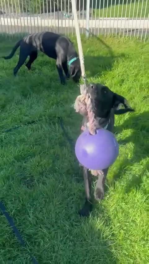 Mixed Breed dogs for adoption: Brodie is desperate for his forever home  - Video 1