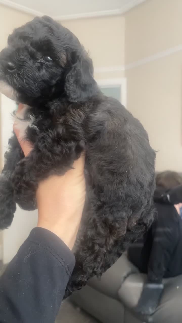 Poochon dogs for sale: Ready to leave poochons  - Video 3