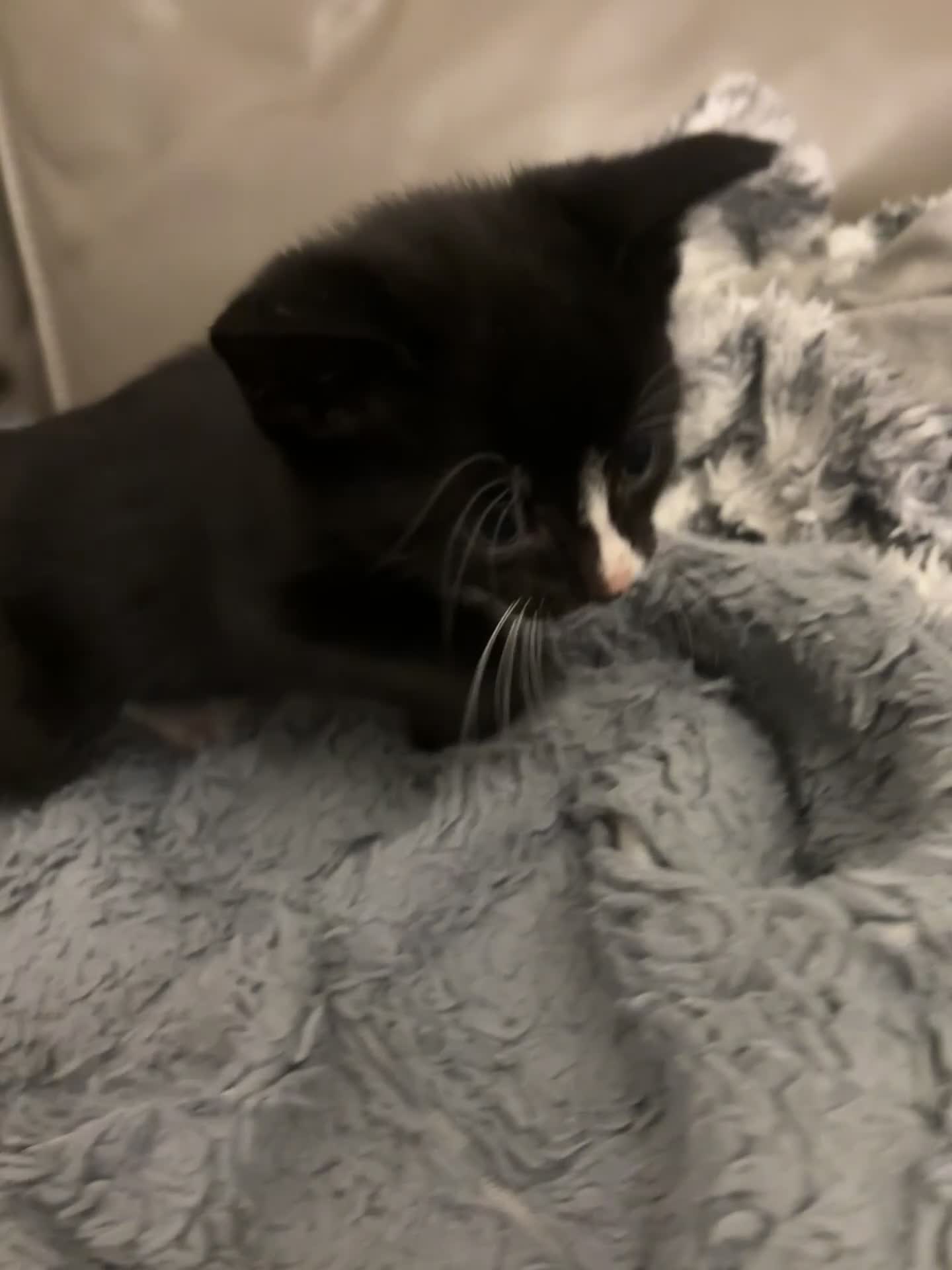 Mixed Breed cats for sale: Tuxedo and Bombay  kittens for sale  - Video 2