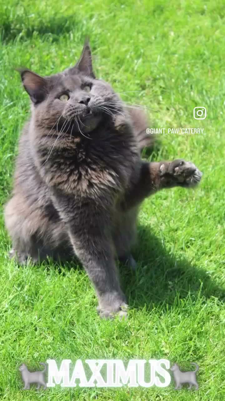 Maine Coon cats for sale: Mulberry’s marvellous creations ❤️ in Lowestoft - Video 1