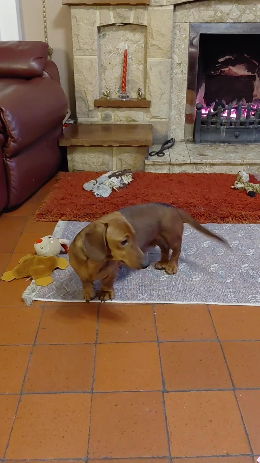 Miniature Dachshund dogs for sale: Kennel Club Mini Smooth Dachshund Puppy Girls - Video 1
