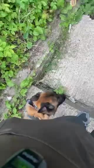 Belgian Shepherd Dog dogs for stud: kc registered Belgian malinois in Chorley - Video 2