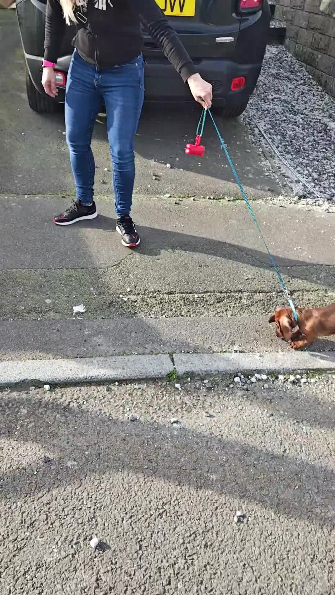 Miniature Dachshund dogs for sale: Miniature dachshund puppies  - Video 1