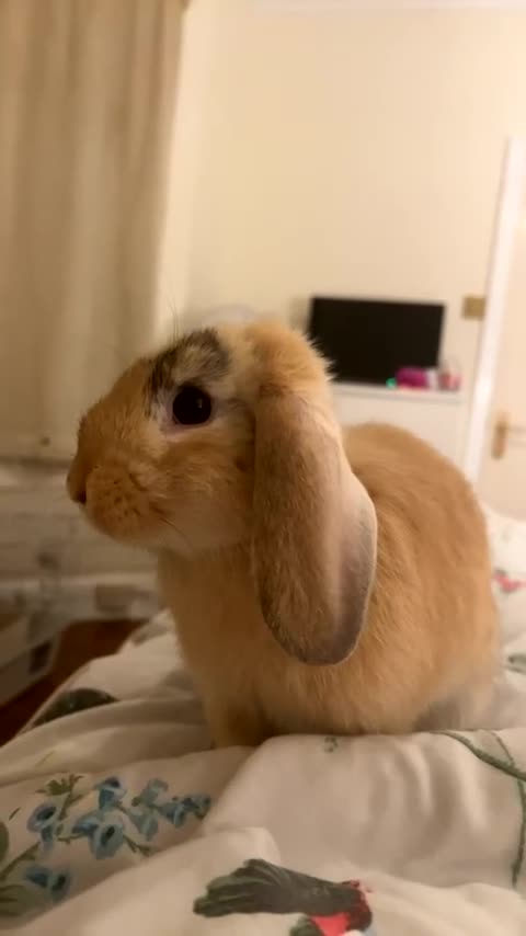 English Lop rabbits for sale: Friendly bunny for rehoming - Video 2