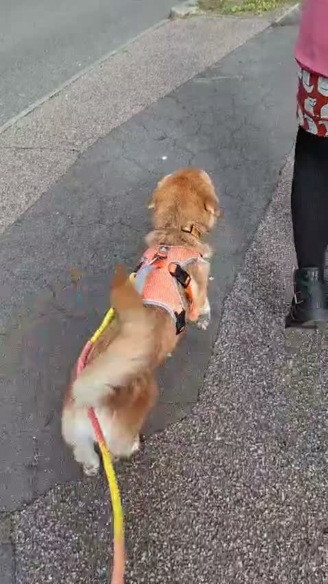 Mixed Breed dogs for adoption: Malika for adoption in Bedford - Video 1