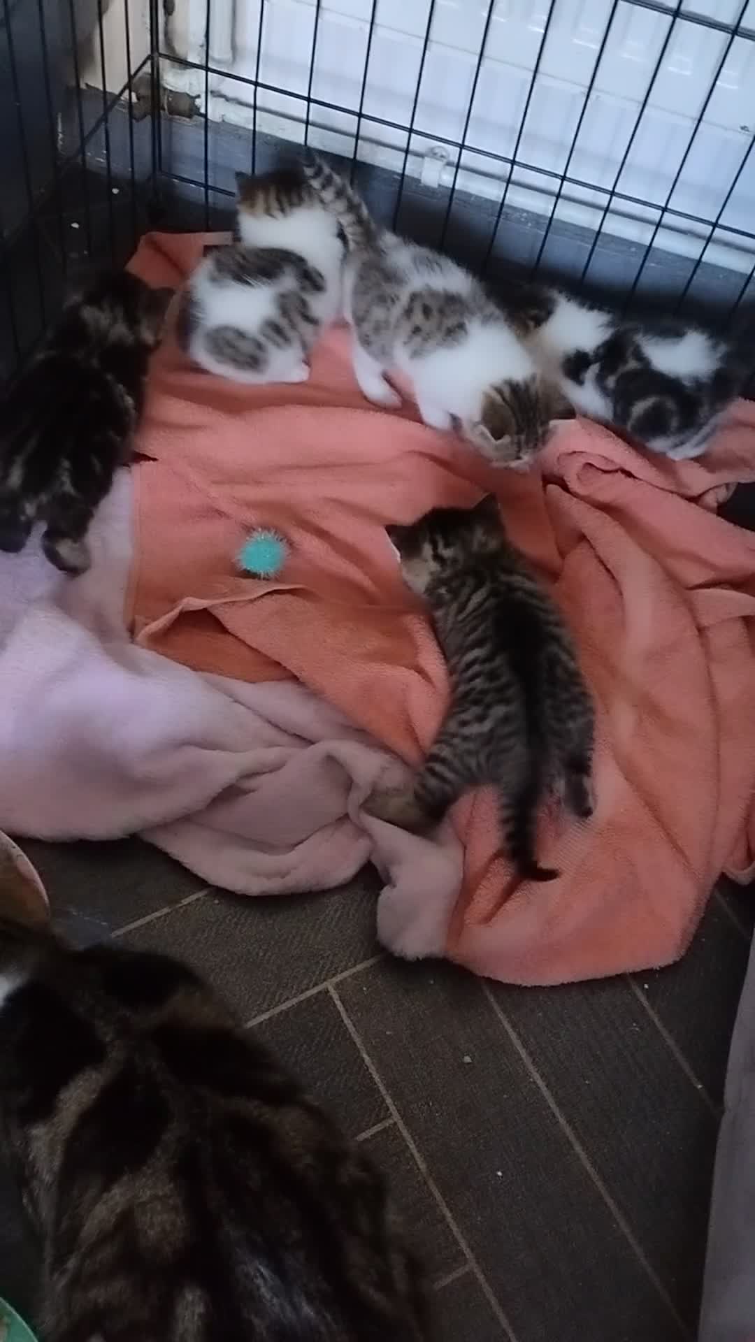 Mixed Breed cats for sale: Male kitten for sale  in Nottingham - Video 2