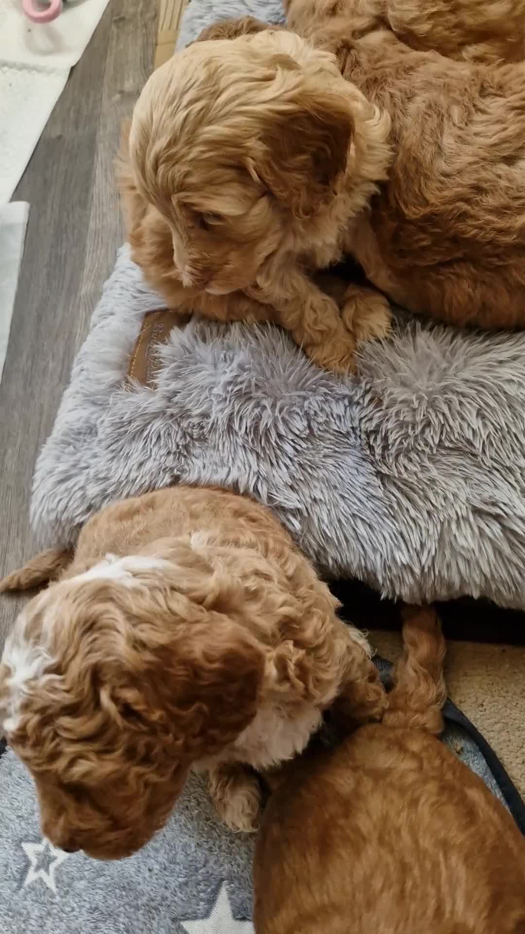 Mixed Breed dogs for sale: Adorable puppies ready from 22 12.25 - Video 1