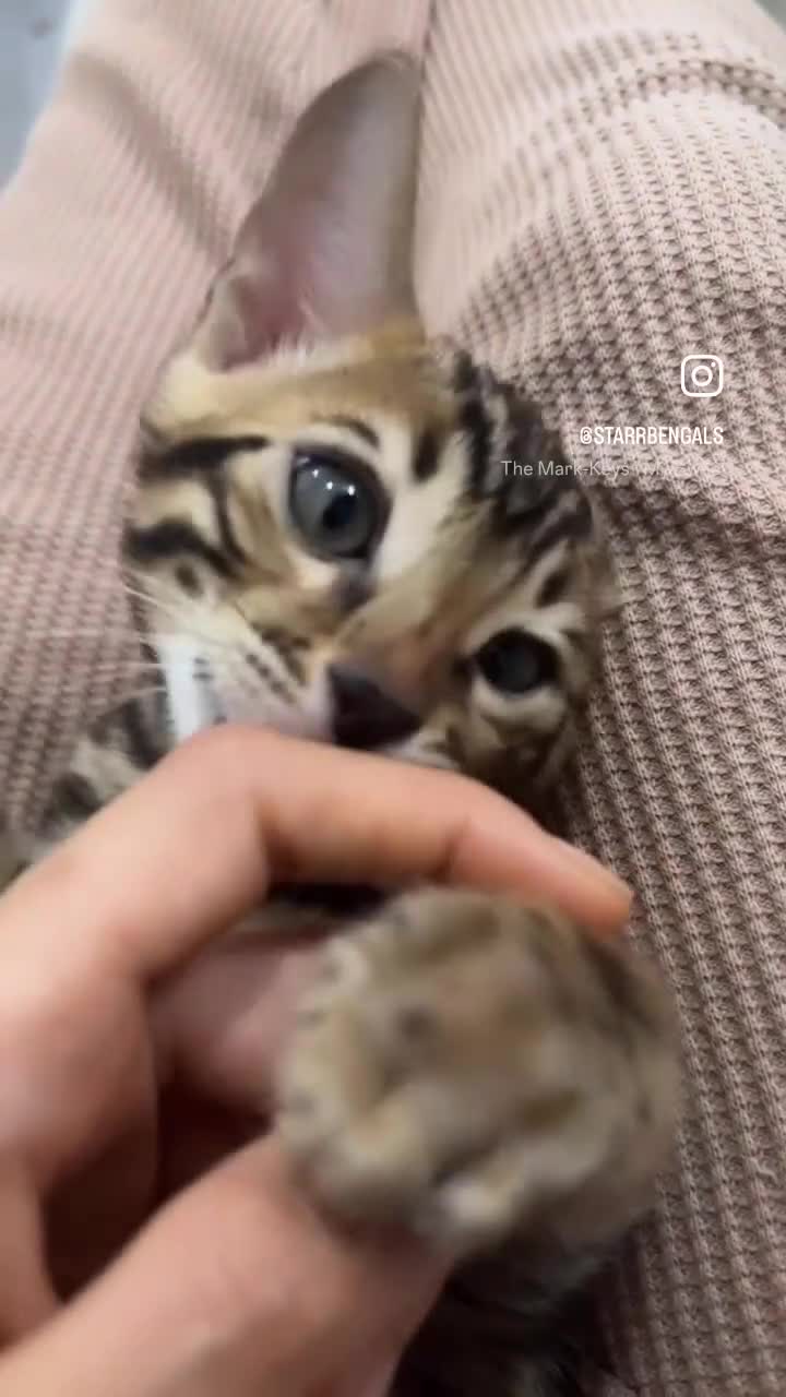 Bengal cats for sale: 🌟Pedigree bengal kittens🌟 - Video 2