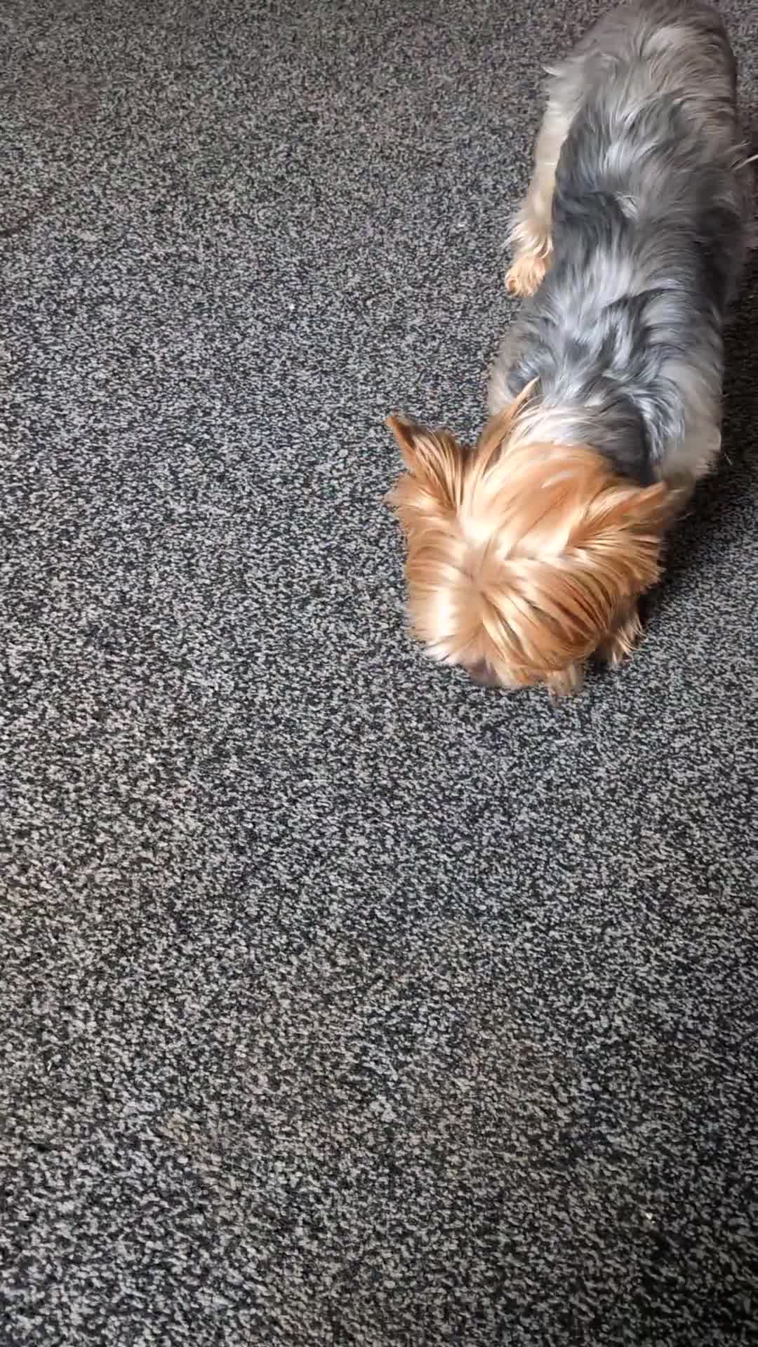 Yorkshire Terrier dogs for stud: Looking for a New Girl - Video 1