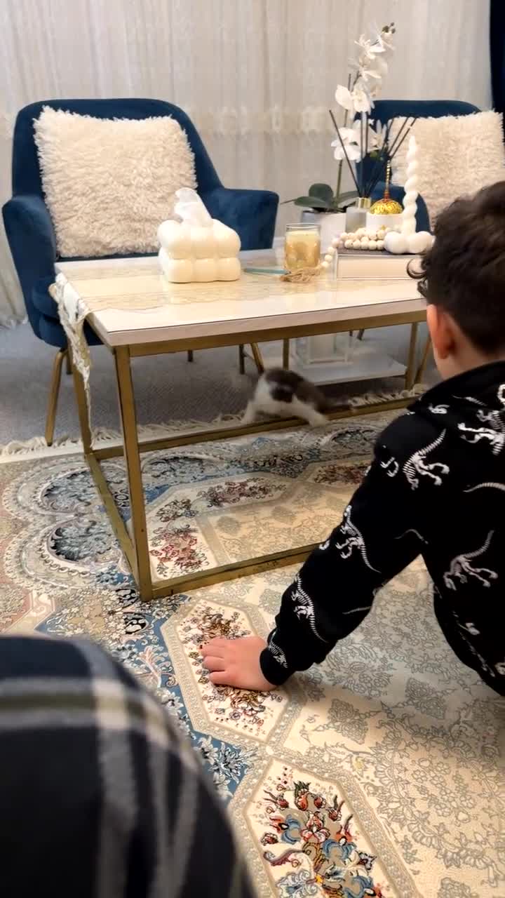 Mixed Breed cats for sale: domestic longhair kitten🐱 - Video 3