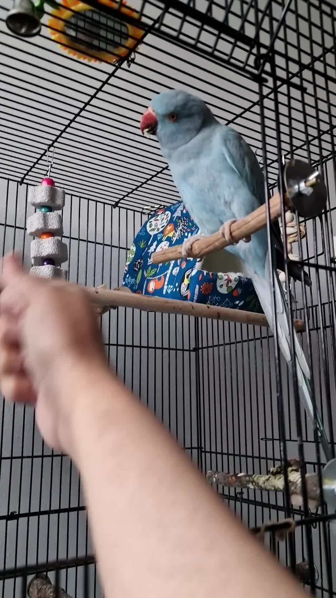 Ringnecks birds for sale: Blue Female Indian Ringneck with cage & much more. - Video 1