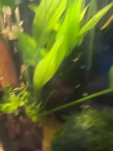 Mollies fish for sale: Guppies & Mollies - Video 2