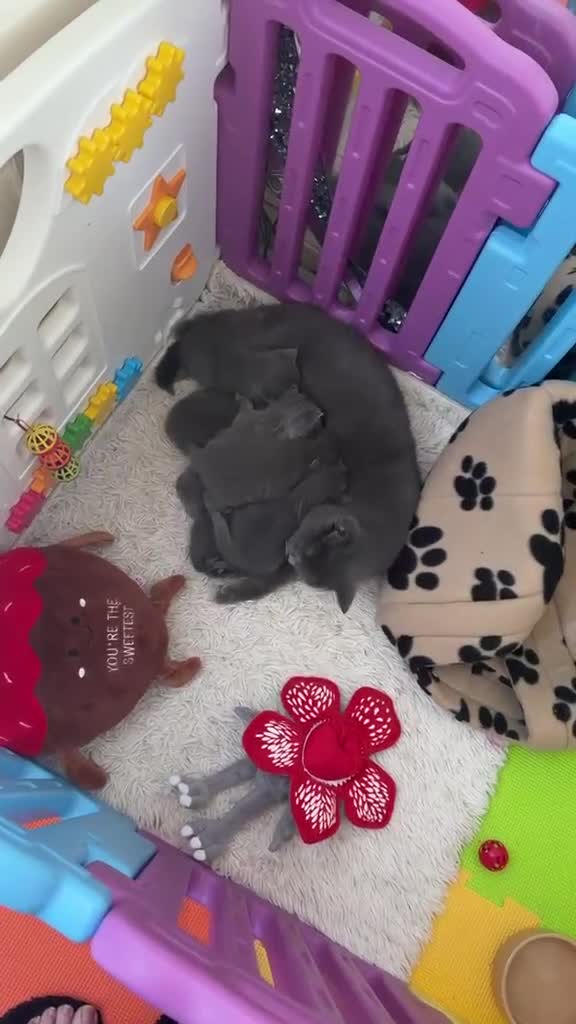 American Shorthair cats for sale: British short hair kittens  - Video 2