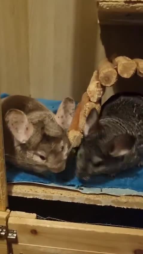 Chinchilla rodents for sale: Two Chinchillas in Glasgow - Video 2