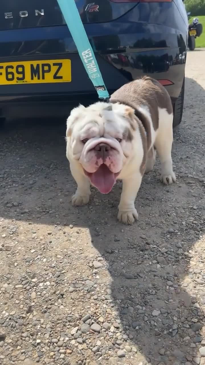 English Bulldog dogs for stud: WALTER WHITE 👑 - Video 1