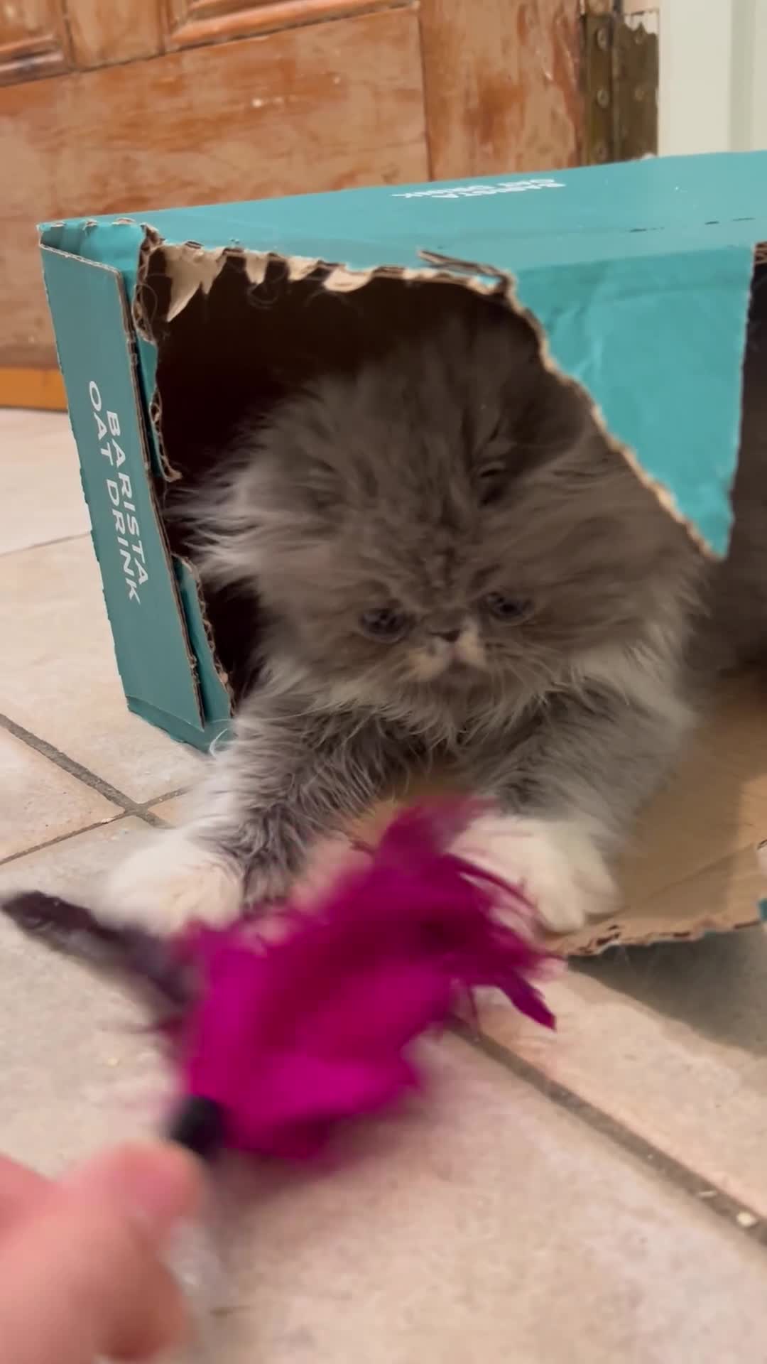 Persian cats for sale: Stunning pedigree Persian kittens - Video 1