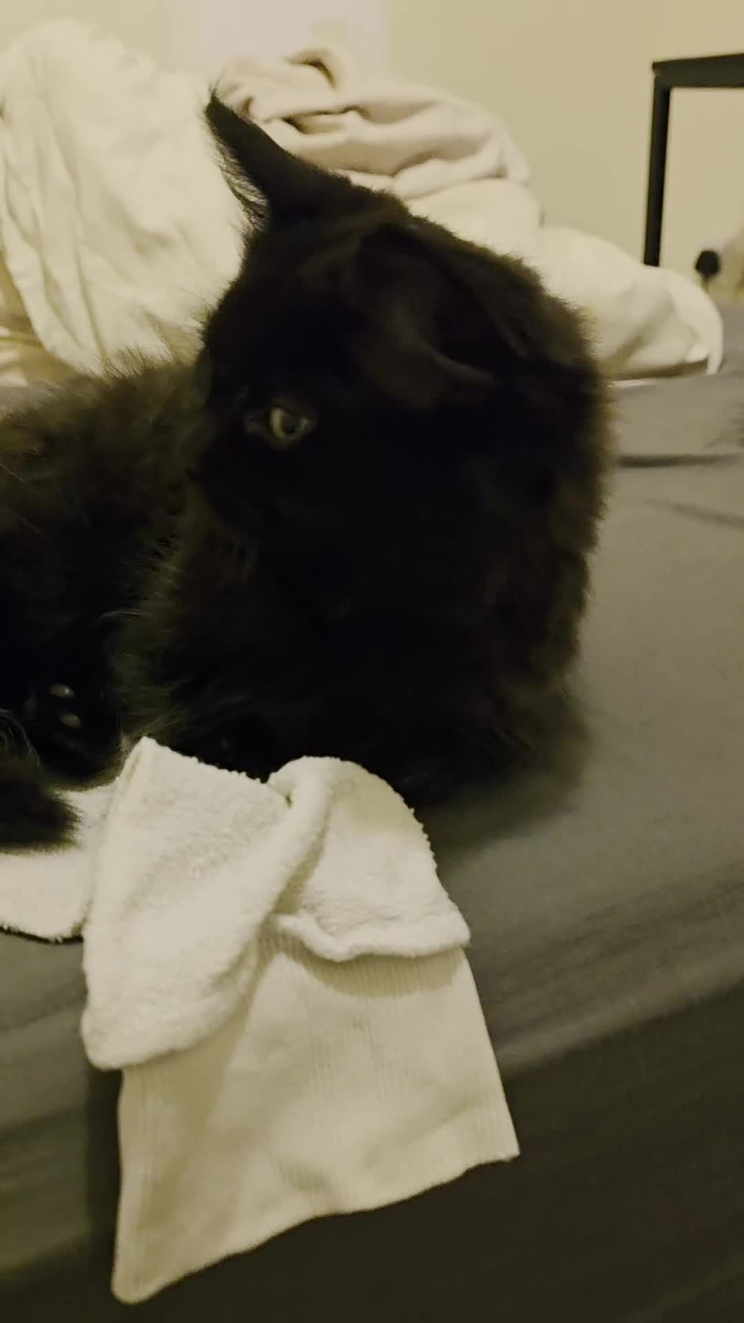 Mixed Breed cats for sale: Adorable longhair and short hair  - Video 2