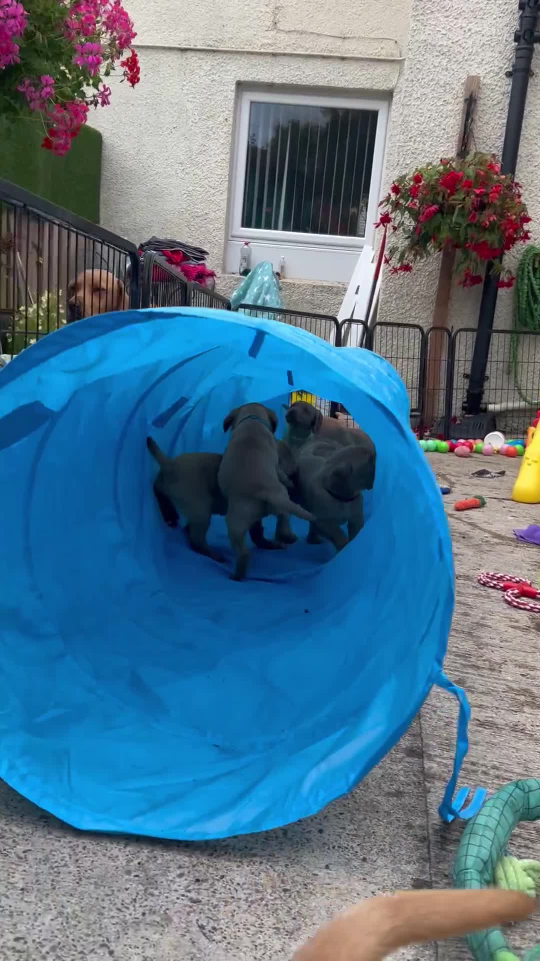 Labrador Retriever dogs for sale: KC REG FOX RED LABRADOR PUPPIES - Video 1