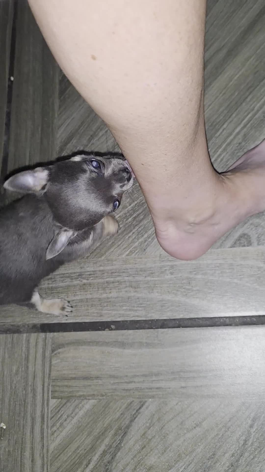 Chihuahua dogs for sale: Chihuahua blue boy - Video 1