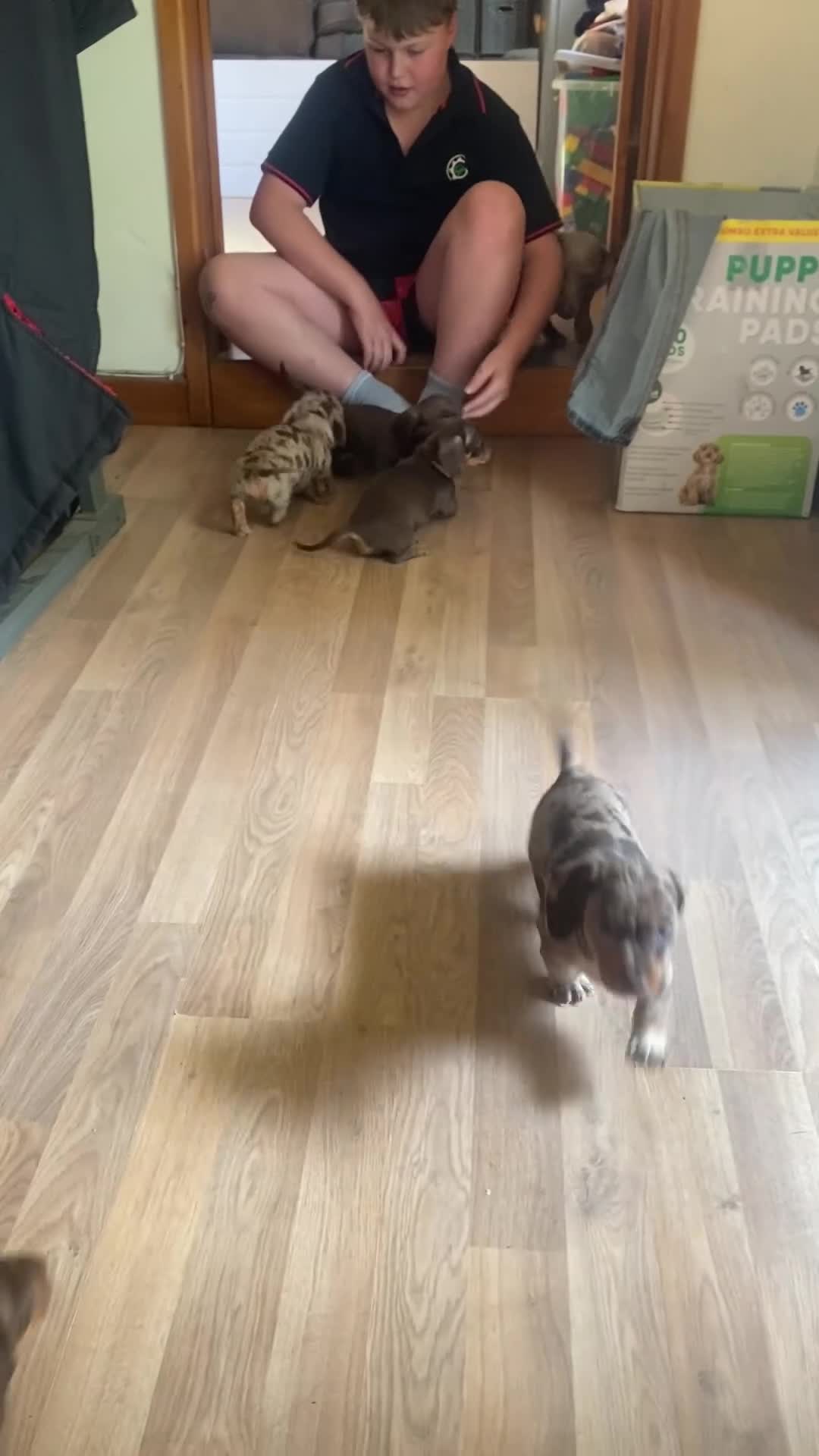 Miniature Dachshund dogs for sale: Dapple miniature dachshund girl in Okehampton - Video 1