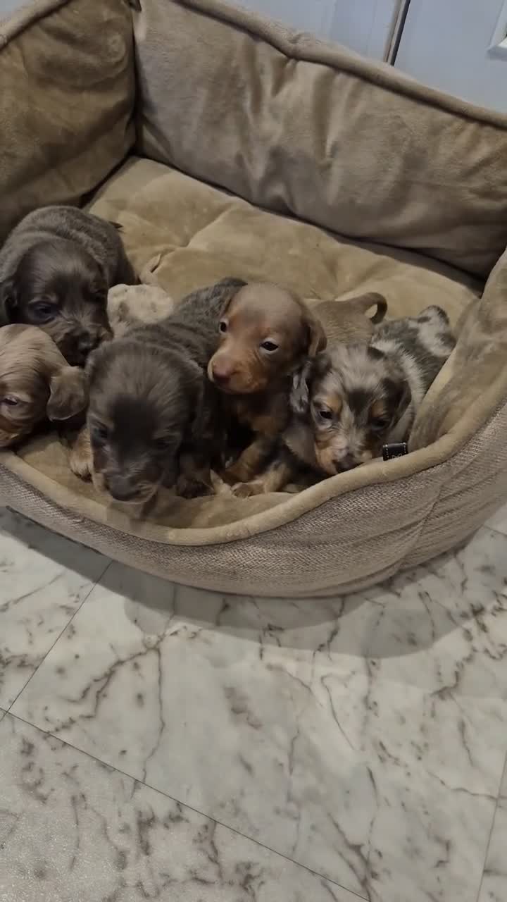 Miniature Dachshund dogs for sale: 🤎 Our Beautiful Miniature Dachshund Babies 🐾 in Willenhall - Video 1