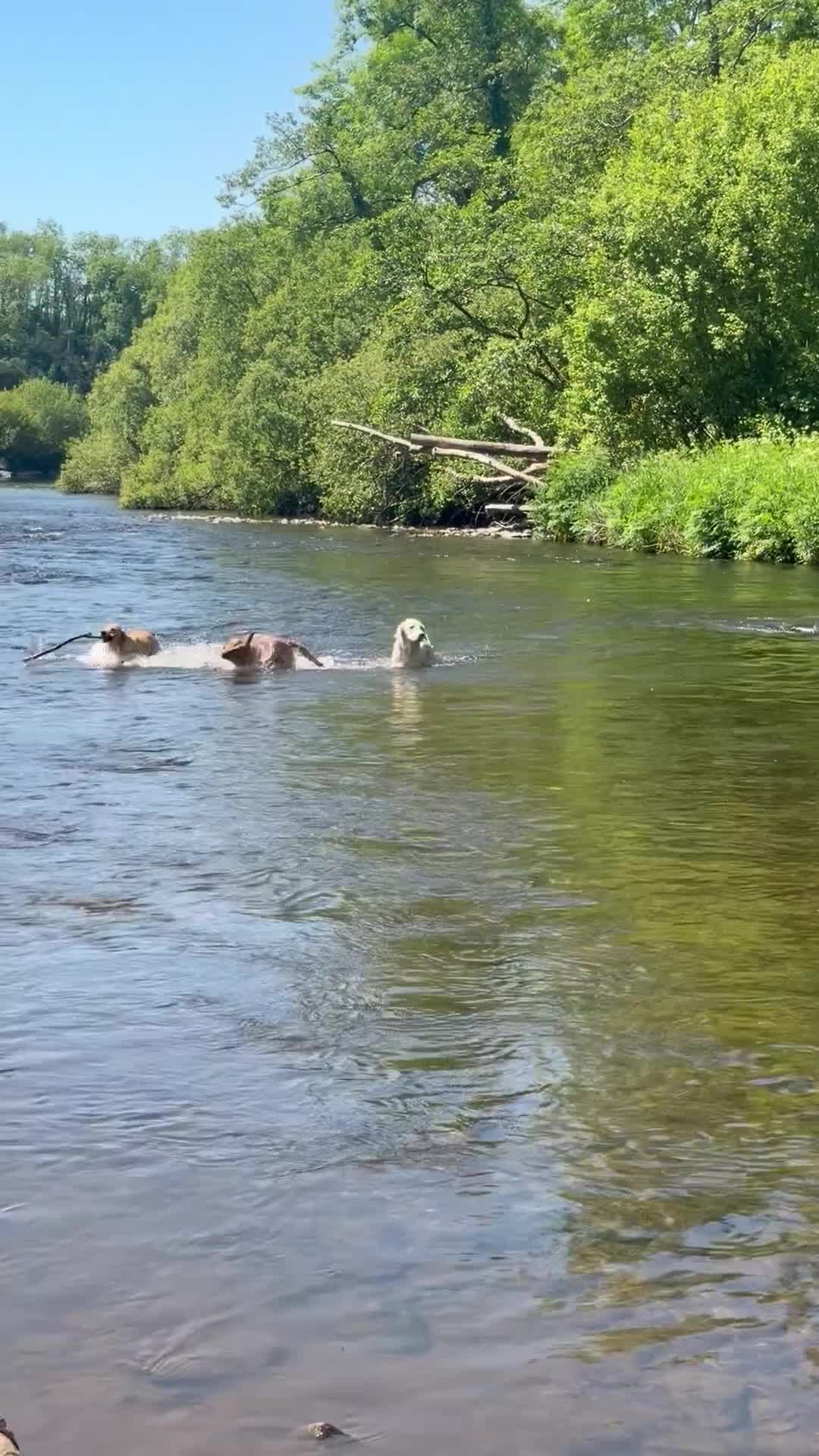 Golden Retriever dogs for sale: Mack/ Bryn Bach Golden X Evie/ Angel Annwyl - Video 2