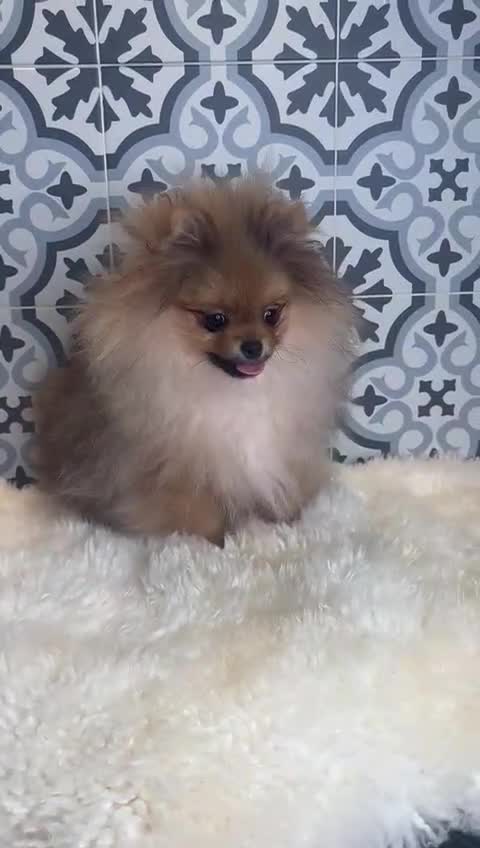Pomeranian dogs for sale: ❤️Kc teddy bear pom babies ❤️ - Video 1