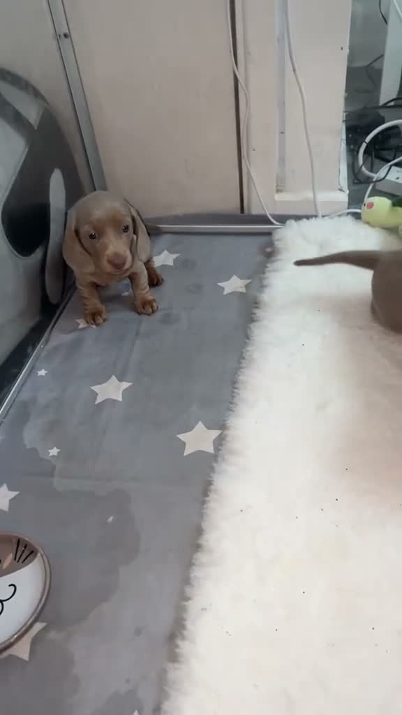Dachshund dogs for sale: Kc registered minature lilac dachshund - Video 3