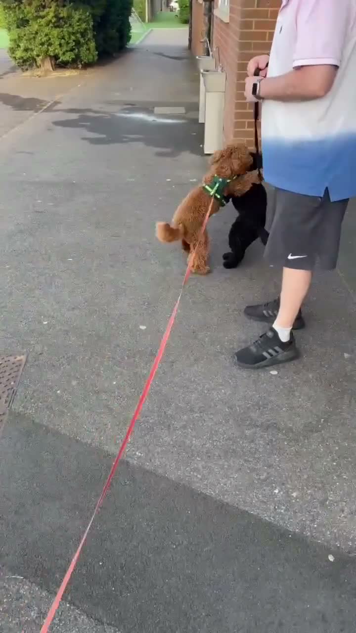 Cockapoo dogs for stud: Shaggy male for stud - Video 2