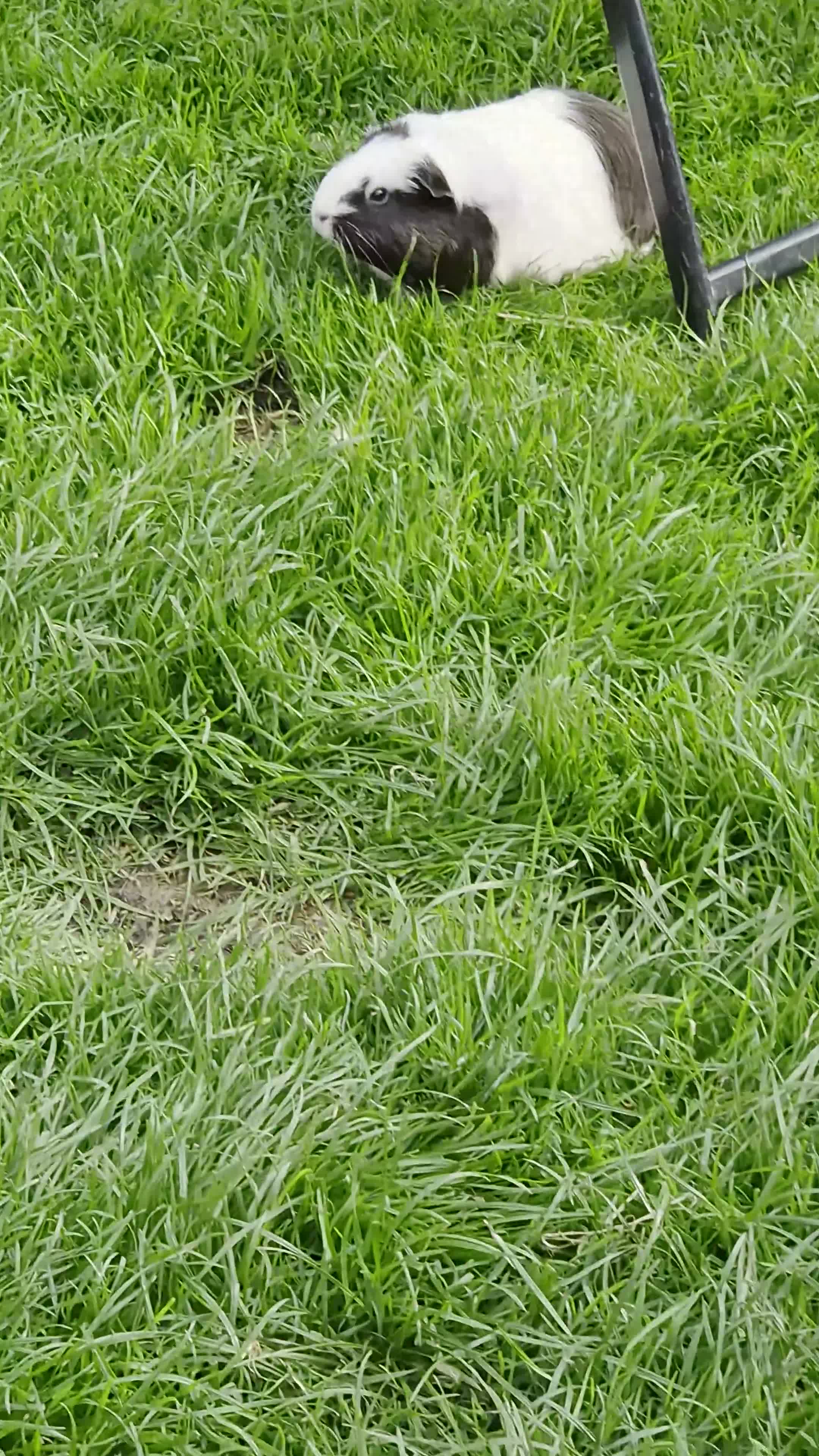 Guinea Pig rodents for sale: Two bond females  - Video 1