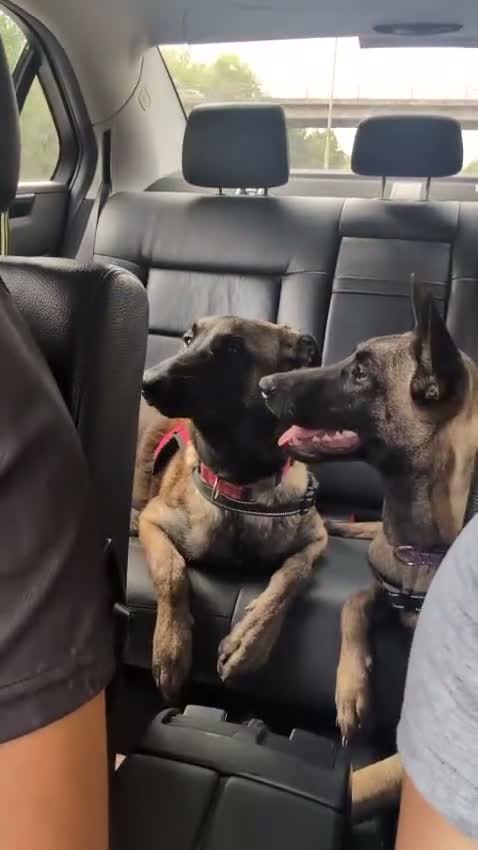Belgian Shepherd Dog dogs for sale: Belgian shepherd  - Video 1