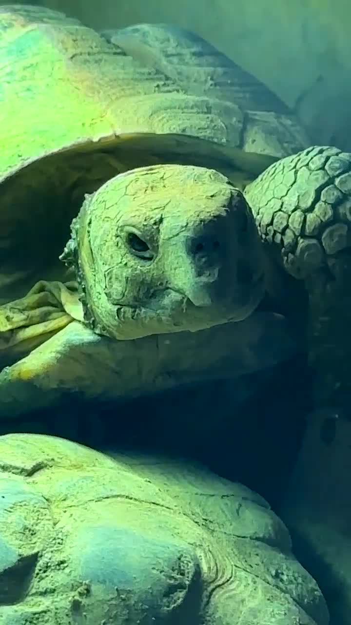 Tortoise reptiles for sale: 2 tortoises  in Sheffield - Video 1