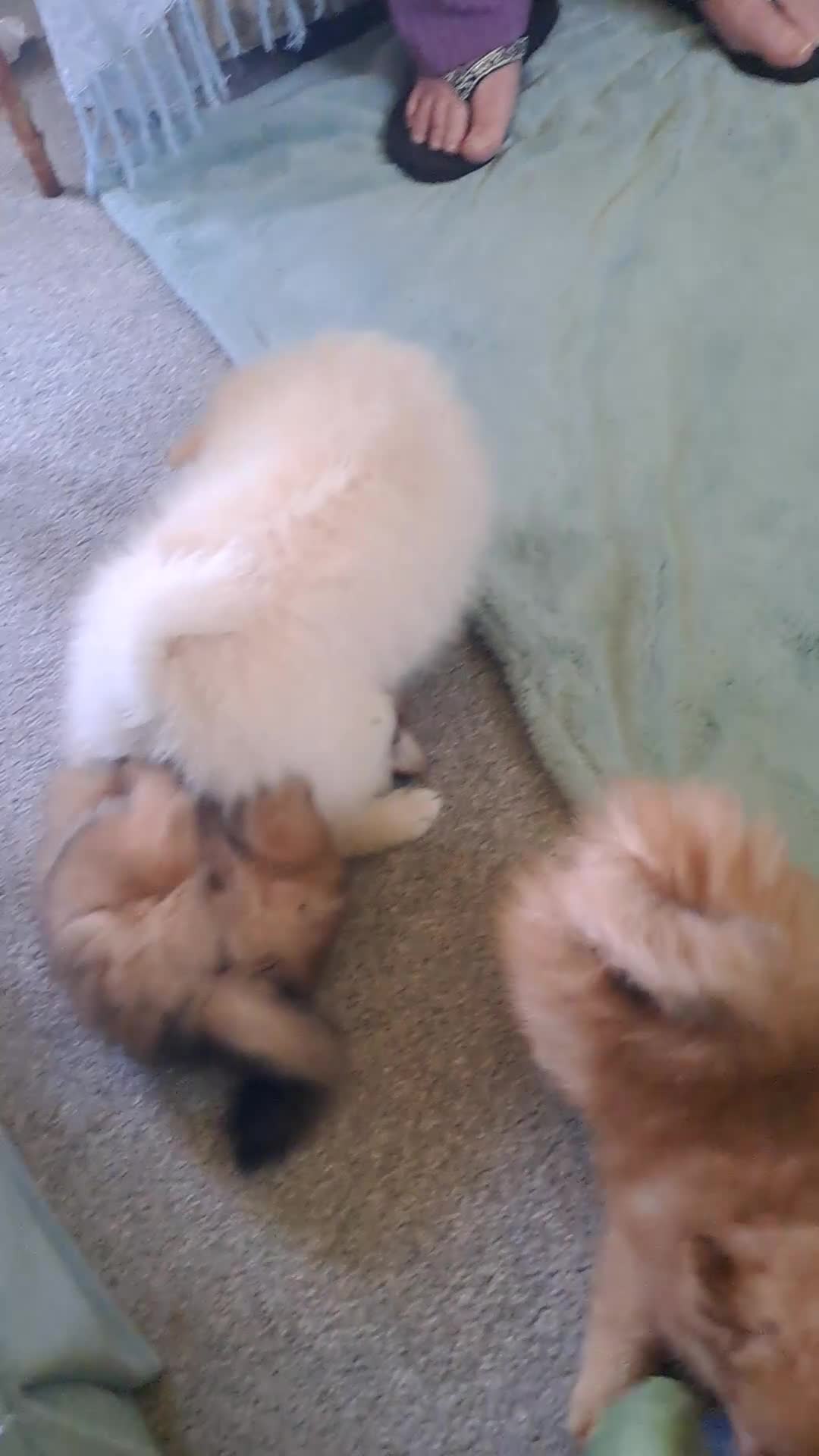 Pomeranian dogs for sale: Stunning pomeranian - Video 3