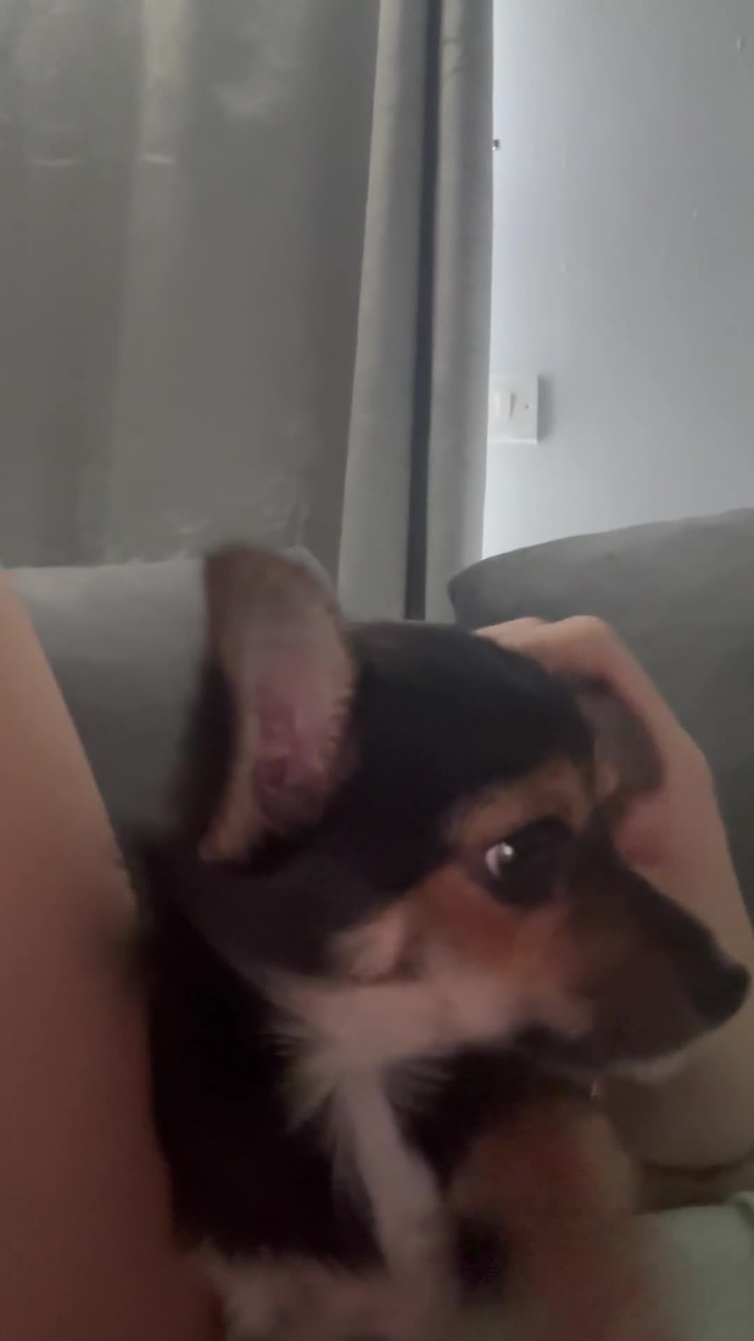 Chihuahua dogs for sale: Lovely chocolate chihuahua boy  - Video 1