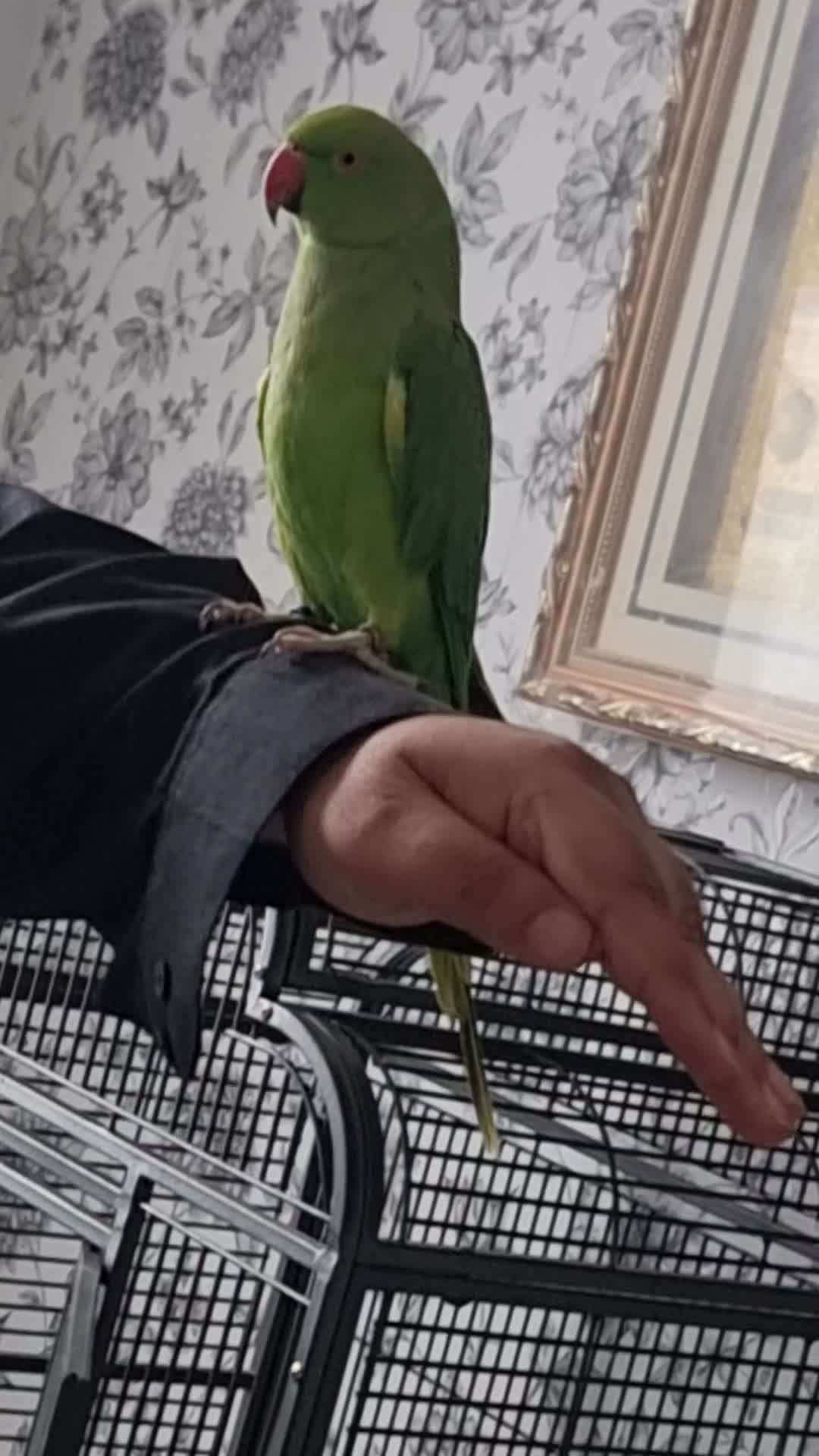 Parrots birds for sale: Beautiful ringneck talking parrot  - Video 2