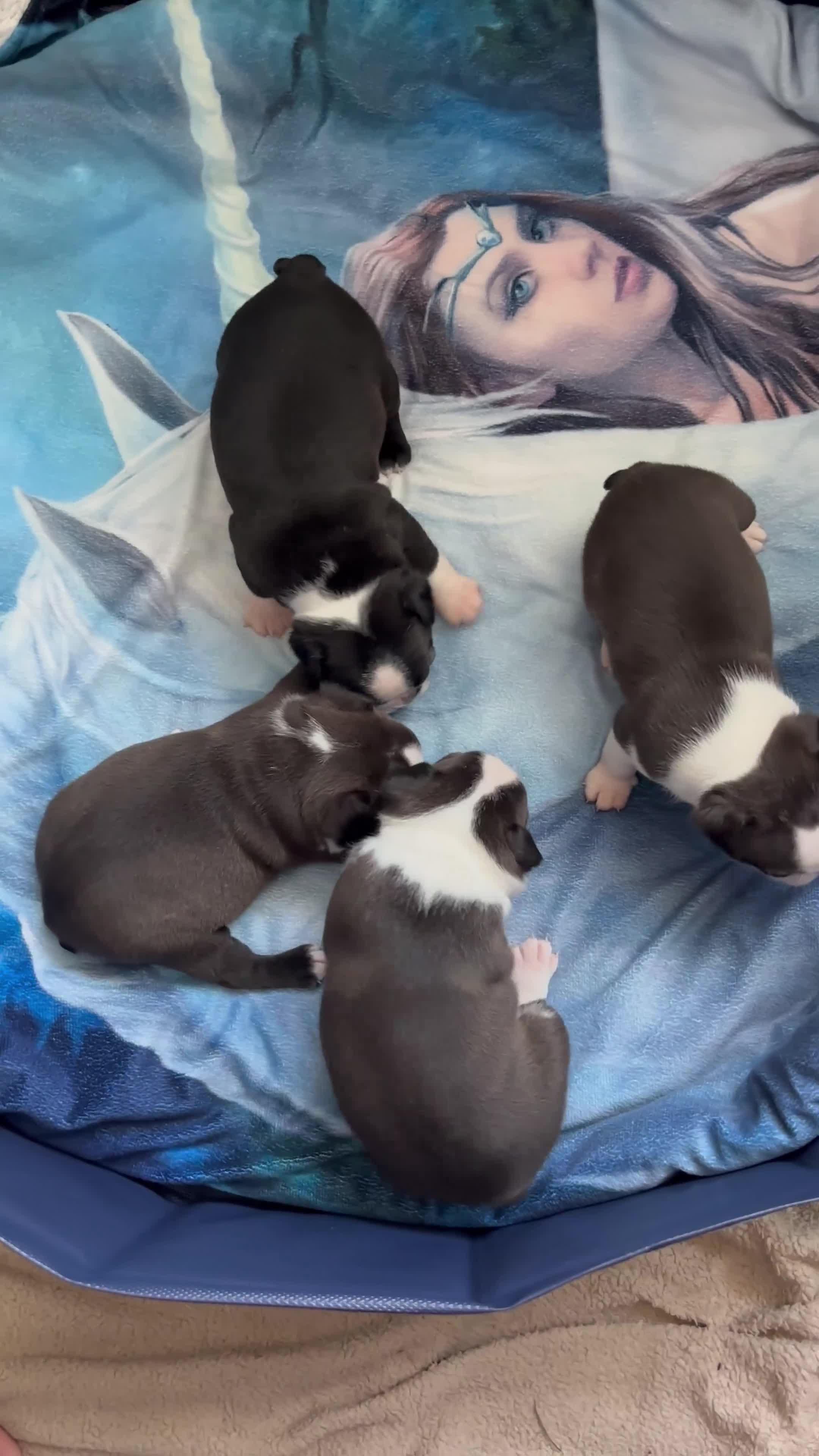 Boston Terrier dogs for sale: KC Registered 🐕❤️🏠 Puupy 🐕💙🏠Boston Terrier  - Video 1