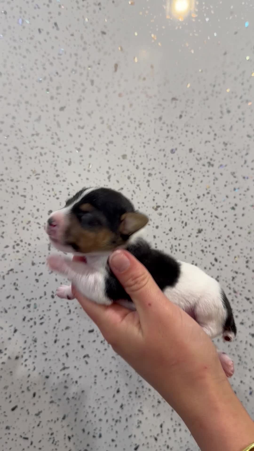 Jack Russell dogs for sale: Traditional Jack Russell Puppies  - Video 5