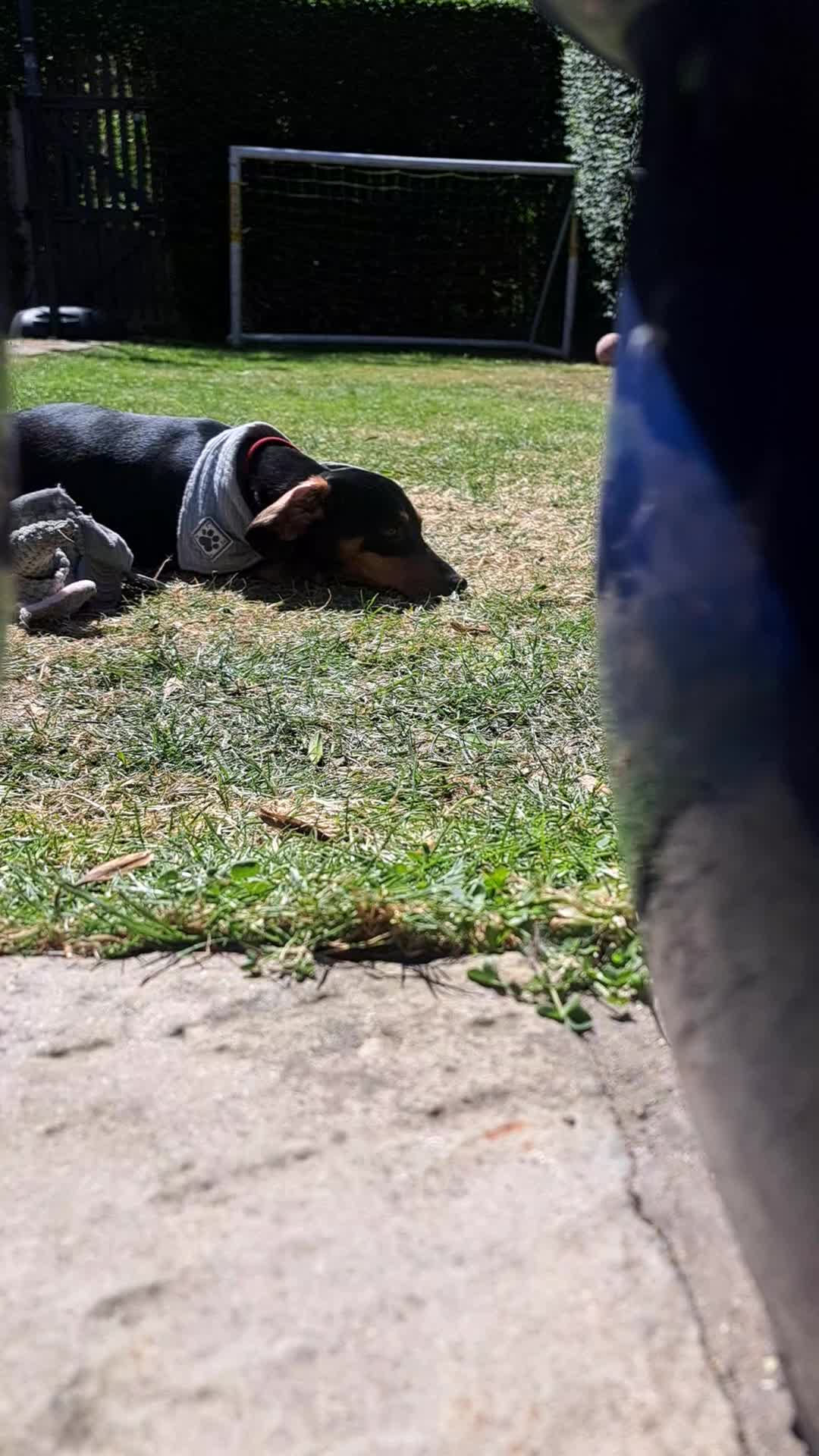 Dachshund dogs for sale: Dauchound puppies in London - Video 2