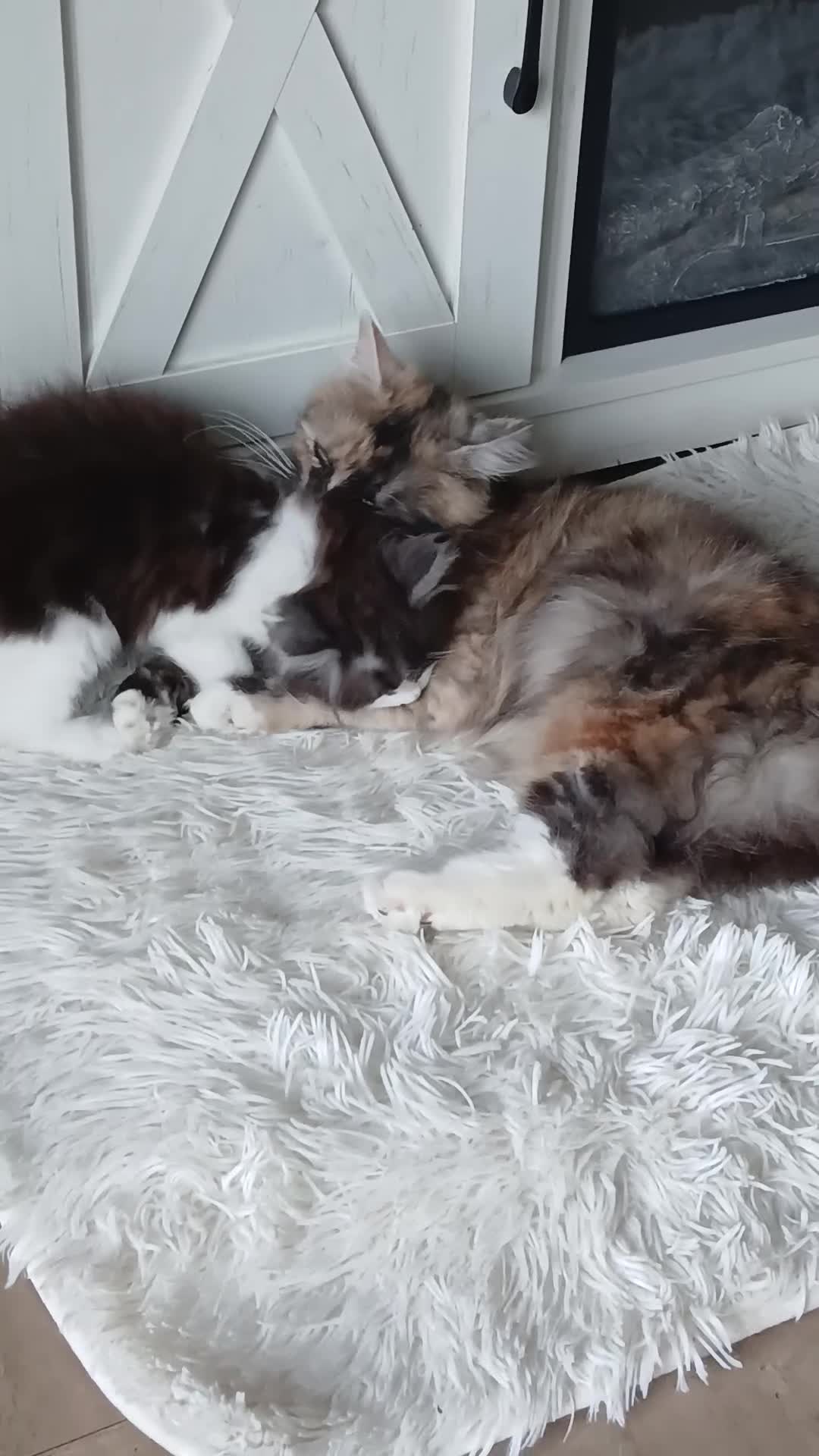 Mixed Breed cats for sale: Long hair male kitten  - Video 1