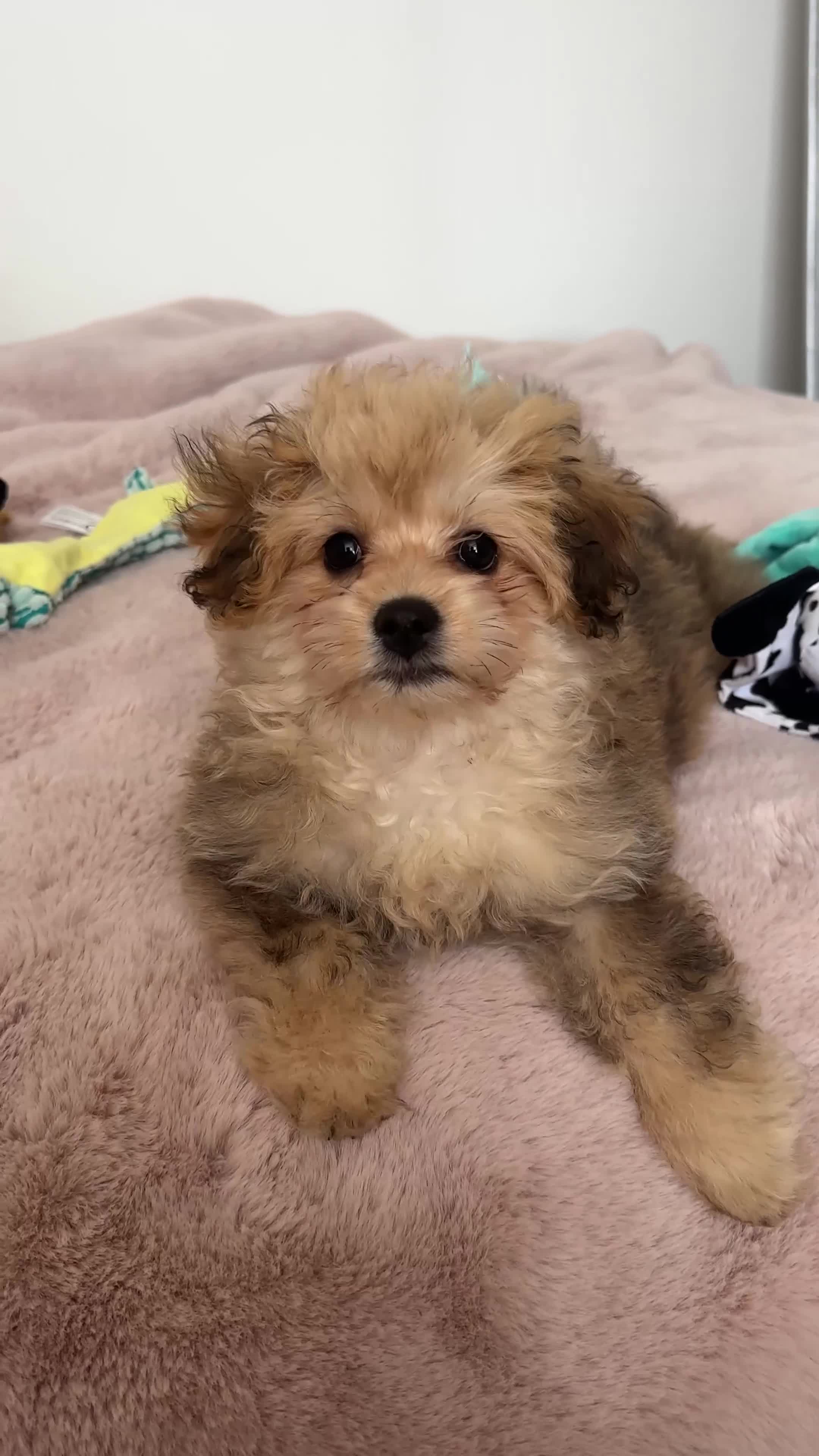 Pomapoo dogs for sale: Female pomapoo needing a loving home  - Video 1