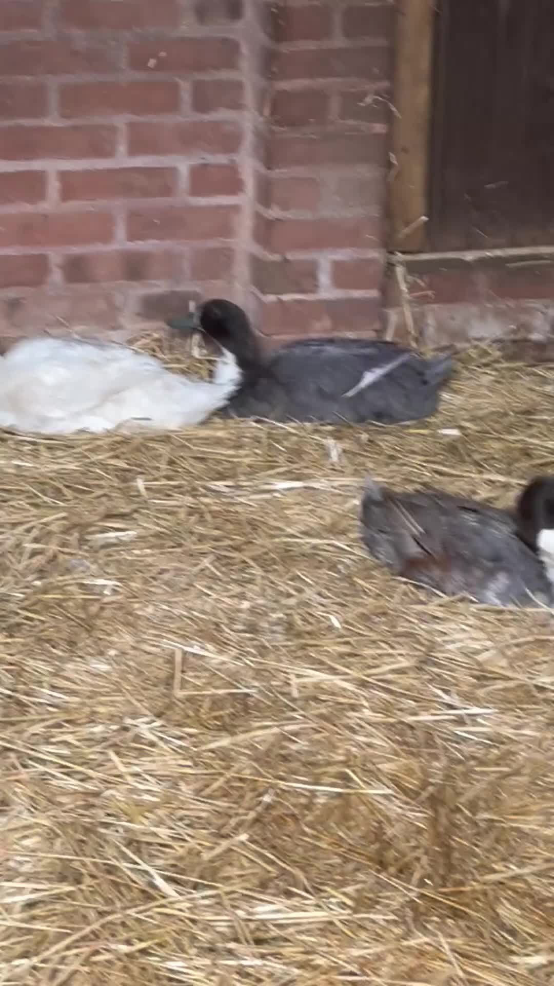 Ducks poultry for sale: Drakes - various breeds  in Birmingham - Video 1
