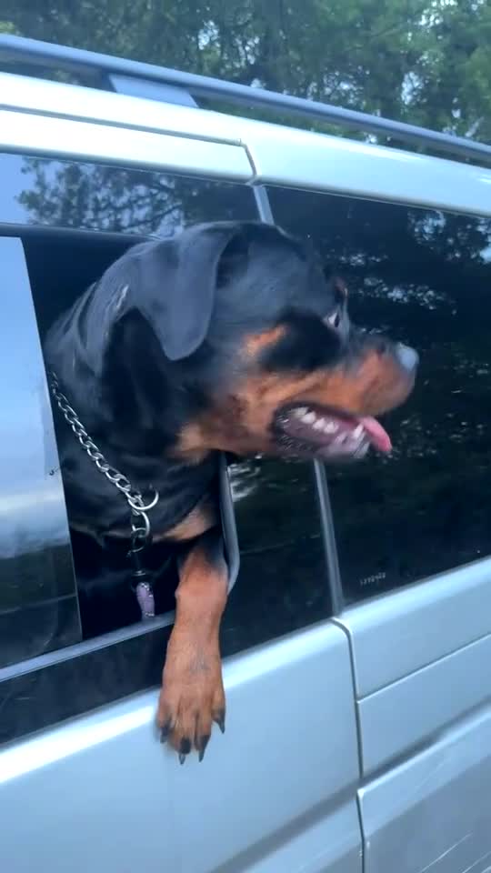 Rottweiler dogs for sale: Female Rottweiler pup for sale  - Video 1