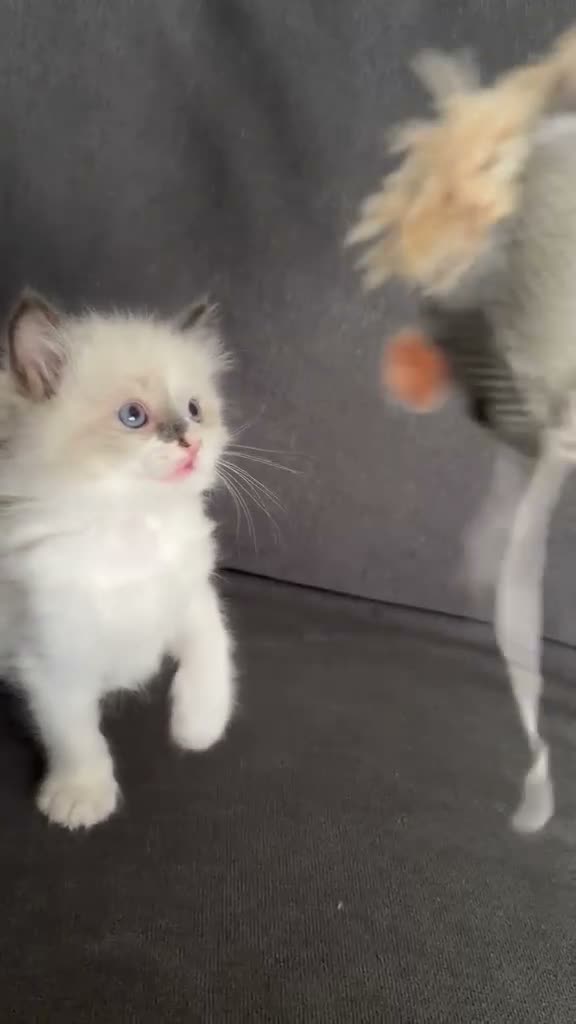 Ragdoll cats for sale: Purebred Ragdoll kittens - Video 3