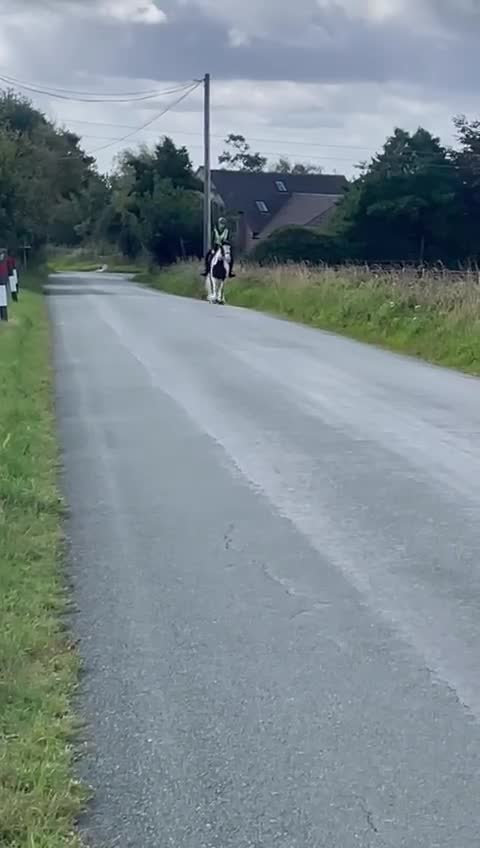 Irish Cob horses for sale: Happy hacker/ companion pony - Video 3