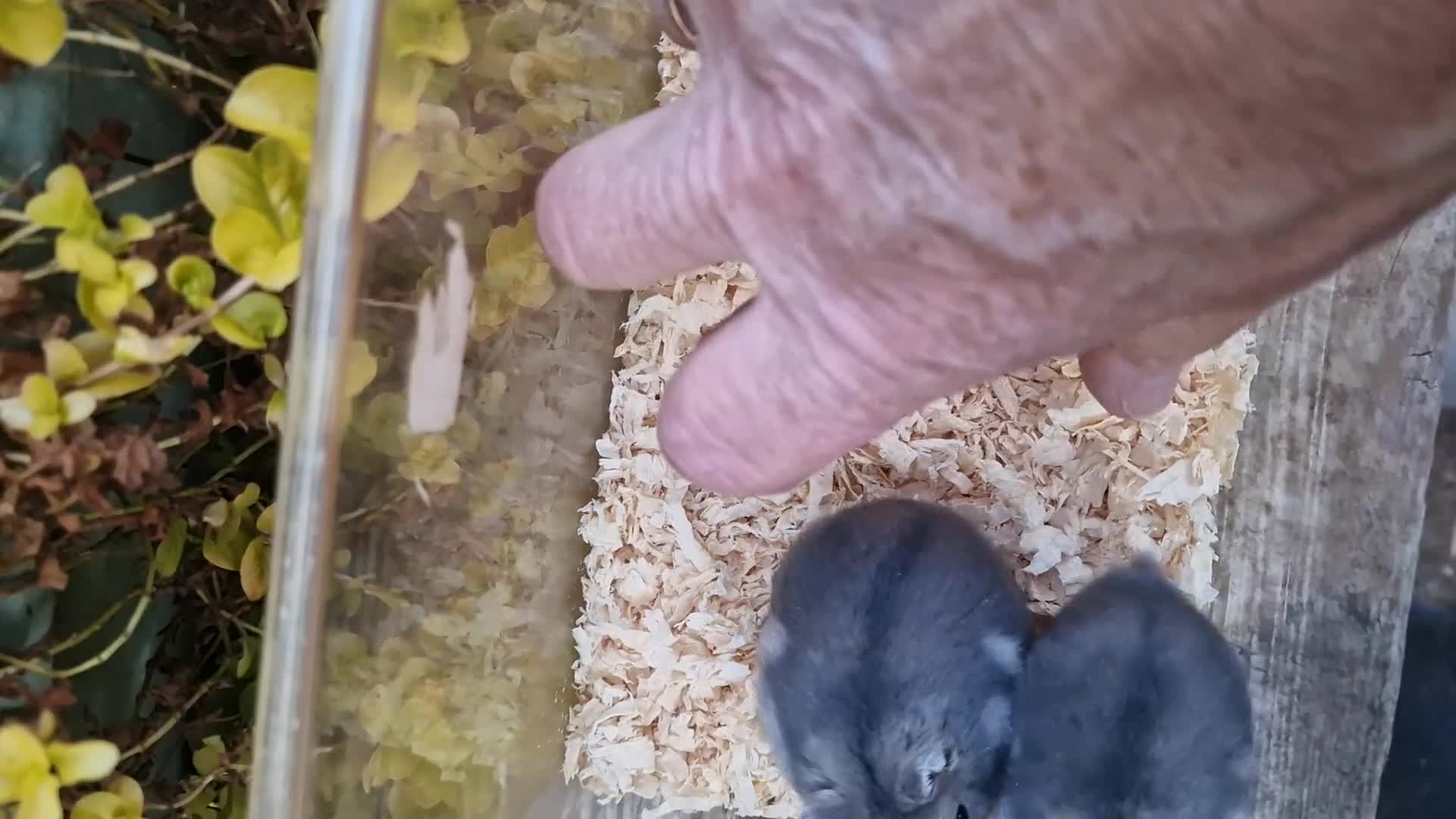 Hamster rodents for sale:  Beautiful baby winter white russian hamsters - Video 1