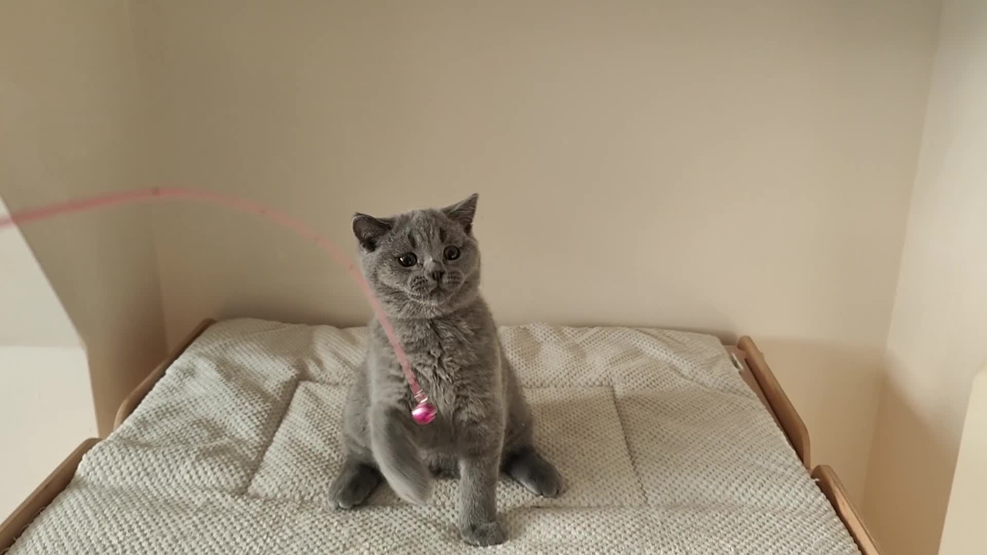 British Shorthair cats for sale: Amazing British shorthair blue kittens in Ware - Video 4