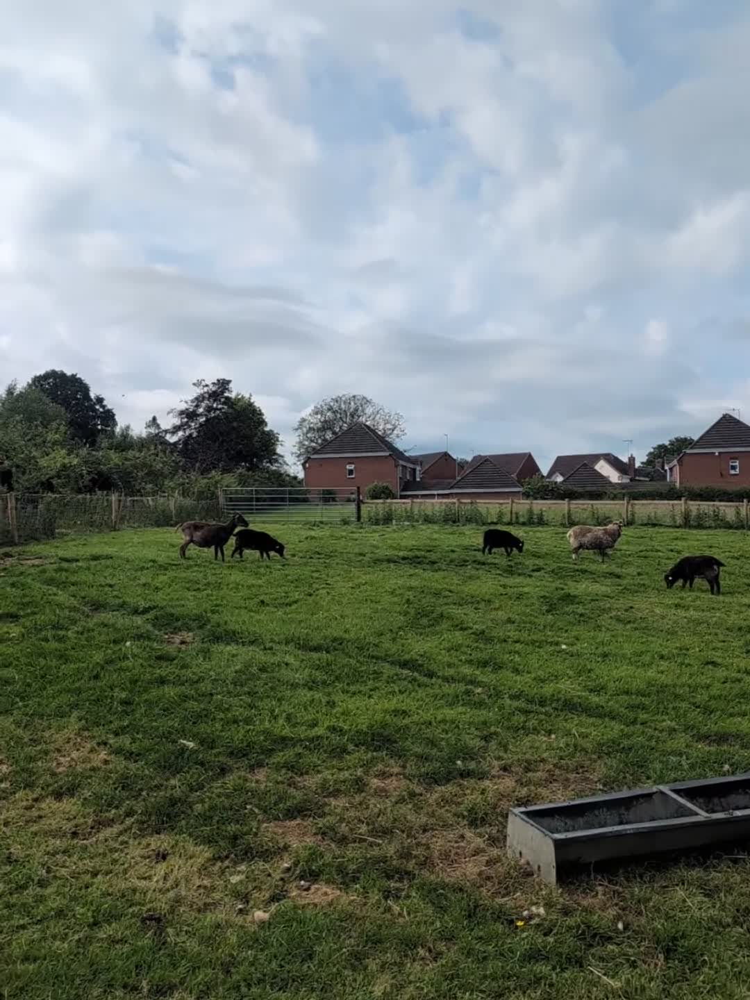 Sheep livestock for sale: Hebridean Soay Cross breeding ram lambs - Video 1